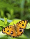 Peacock pancy Butterfly: Resting on leaf Royalty Free Stock Photo