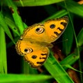 Peacock Pansy Royalty Free Stock Photo