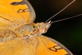 Peacock pansy butterfly Royalty Free Stock Photo