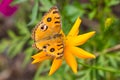 Peacock Pansy Butterfly. Royalty Free Stock Photo