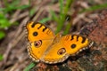 Peacock Pansy Butterfly Royalty Free Stock Photo