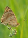 Peacock pansy butterfly on flower bud with blurry background Royalty Free Stock Photo