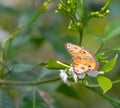 Peacock Pansy Butterfly in a garden