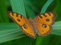 Peacock pansy butterfly on green grass leaf Royalty Free Stock Photo