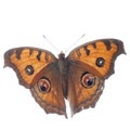 Peacock pansy butterfly, Junonia Royalty Free Stock Photo