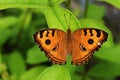 The Peacock Pansy  butterfly on leaf with natural green background Royalty Free Stock Photo