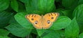 Peacock Pansy Butterfly on Green Leaves Royalty Free Stock Photo