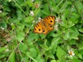 The Peacock Pansy butterfly seeking nectar on Spanish Needle flower Royalty Free Stock Photo