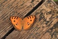 Peacock pansy butterfly Royalty Free Stock Photo