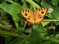 The Peacock Pansy  Junonia almana   butterfly on leaf with natural green background Royalty Free Stock Photo