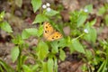 Peacock Pansy Junonia almana javana Royalty Free Stock Photo