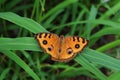 The orange color  butterfly on leaf in the field with natural green background Royalty Free Stock Photo