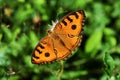 The Peacock Pansy butterfly seeking nectar on Spanish Needle flower Royalty Free Stock Photo