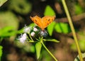 Peacock Pansy or Junonia almanac butterfly having sweet nectar on a flower. Macro butterflies collecting honey and pollination.