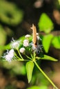 Peacock Pansy or Junonia almanac butterfly having sweet nectar on a flower. Macro butterflies collecting honey and pollination. Royalty Free Stock Photo