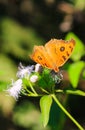 Peacock Pansy or Junonia almanac butterfly having sweet nectar on a flower. Macro butterflies collecting honey and pollination. Royalty Free Stock Photo