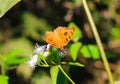 Peacock Pansy or Junonia almanac butterfly having sweet nectar on a flower. Macro butterflies collecting honey and pollination.