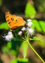 Peacock Pansy or Junonia almanac butterfly having sweet nectar on a flower. Macro butterflies collecting honey and pollination. Royalty Free Stock Photo