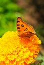 Peacock Pansy or Junonia almanac butterfly having sweet nectar on a flower. Macro butterflies collecting honey and pollination.