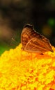 Peacock Pansy or Junonia almanac butterfly having sweet nectar on a flower. Macro butterflies collecting honey and pollination.