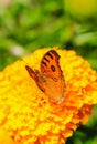 Peacock Pansy or Junonia almanac butterfly having sweet nectar on a flower. Macro butterflies collecting honey and pollination. Royalty Free Stock Photo