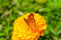 Peacock Pansy or Junonia almanac butterfly having sweet nectar on a flower. Macro butterflies collecting honey and pollination.