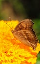 Peacock Pansy or Junonia almanac butterfly having sweet nectar on a flower. Macro butterflies collecting honey and pollination.