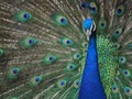 Closeup photo with beautiful peacock with open tail - colors of blue and green