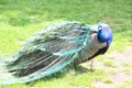 A Peacock Royalty Free Stock Photo