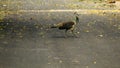 Peacock on park paths in India