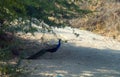 Peacock on park paths in India Royalty Free Stock Photo