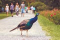 Peacock in the park, walking people in background Royalty Free Stock Photo