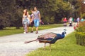 Peacock in the park, walking people in background Royalty Free Stock Photo