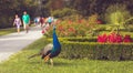 Peacock in the park, walking people in background Royalty Free Stock Photo