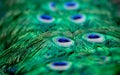 Peacock patterns Royalty Free Stock Photo