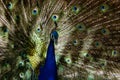 Peacock patterns Royalty Free Stock Photo