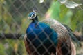 Peacock (Pavo cristatus) Royalty Free Stock Photo