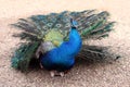 Peacock - Pavo Cristatus