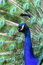 Peacock pavo cristatus Royalty Free Stock Photo