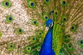 Peacock Royalty Free Stock Photo
