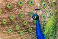 Peacock Royalty Free Stock Photo