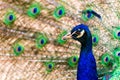 Peacock Royalty Free Stock Photo