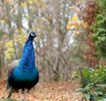 Peacock (Pavo Cristatus)