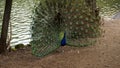 Peacock Pavo cristatus exhibits its wheel of colorful feathers Royalty Free Stock Photo