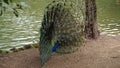 Peacock Pavo cristatus exhibits its wheel of colorful feathers Royalty Free Stock Photo