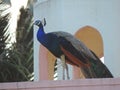 Peacock, National Bird of India Royalty Free Stock Photo