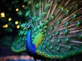 Peacock (Pavo Cristatus) Made With Generative AI illustration