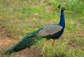 Peacock, Pavo cristatus, Nagarhole National park Karnataka, India