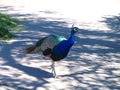 Peacock, Peacock in kings garden