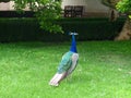 Peacock, Peacock in kings garden